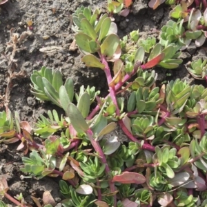 Portulaca oleracea at Michelago, NSW - 30 May 2017 02:33 PM