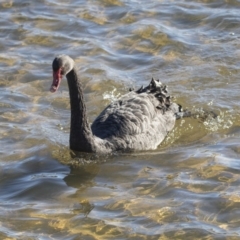 Cygnus atratus (Black Swan) at West Belconnen Pond - 13 Jul 2018 by AlisonMilton