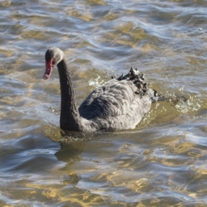 Cygnus atratus at Dunlop, ACT - 13 Jul 2018