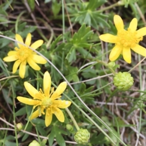 Ranunculus papulentus at Michelago, NSW - 26 Oct 2017