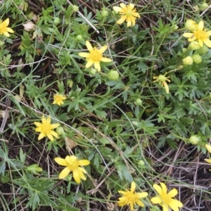 Ranunculus papulentus at Michelago, NSW - 26 Oct 2017