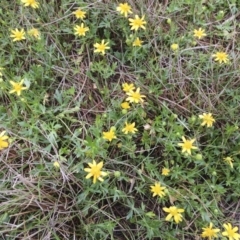 Ranunculus papulentus at Michelago, NSW - 26 Oct 2017