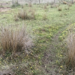 Ranunculus papulentus at Michelago, NSW - 26 Oct 2017