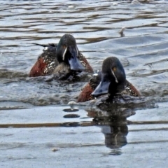 Spatula rhynchotis (Australasian Shoveler) at Fyshwick, ACT - 16 Jul 2018 by RodDeb