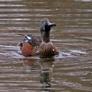 Spatula rhynchotis at Fyshwick, ACT - 16 Jul 2018