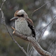 Dacelo novaeguineae (Laughing Kookaburra) at Fyshwick, ACT - 16 Jul 2018 by RodDeb