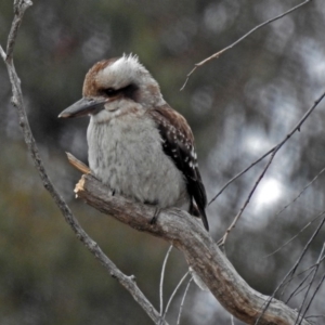 Dacelo novaeguineae at Fyshwick, ACT - 16 Jul 2018 12:17 PM