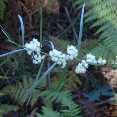 Acacia suaveolens (Sweet Wattle) at Narrawallee, NSW - 9 Apr 2006 by Megan123