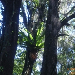 Asplenium australasicum (Bird's Nest Fern, Crow's Nest Fern) at Narrawallee Foreshore and Reserves Bushcare Group - 9 Apr 2006 by Megan123