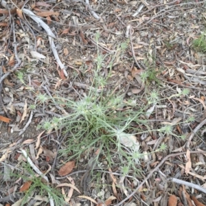 Eryngium ovinum at Michelago, NSW - 27 Nov 2016 09:19 AM