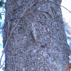 Unidentified at Narrawallee Foreshore and Reserves Bushcare Group - 9 Apr 2006 by Megan123