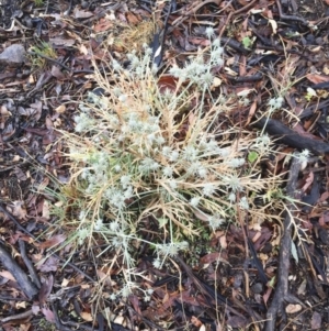 Eryngium ovinum at Michelago, NSW - 6 Feb 2017