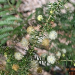 Acacia ulicifolia (Prickly Moses) at Narrawallee Foreshore and Reserves Bushcare Group - 9 Apr 2006 by Megan123