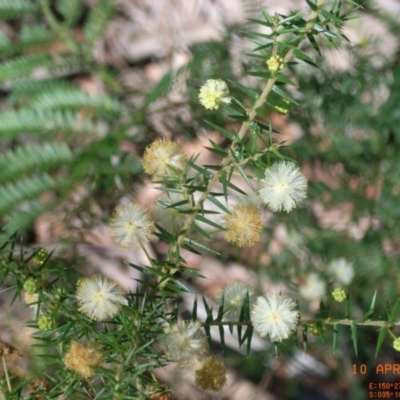 Acacia ulicifolia (Prickly Moses) at Narrawallee Foreshore and Reserves Bushcare Group - 10 Apr 2006 by Megan123