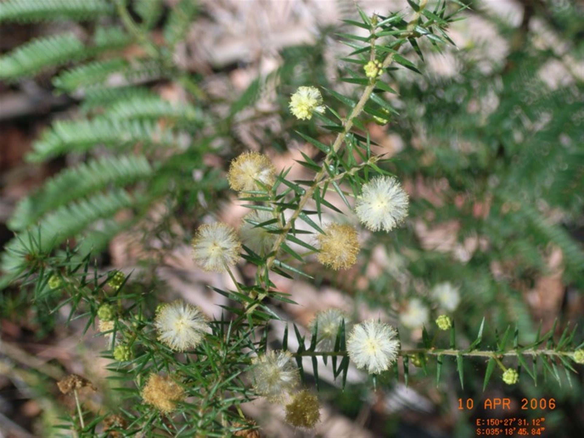 Acacia ulicifolia at Narrawallee, NSW - 10 Apr 2006 12:16 AM