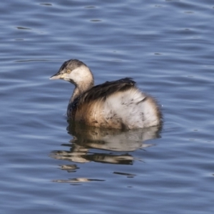 Tachybaptus novaehollandiae at Dunlop, ACT - 13 Jul 2018