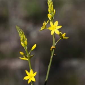 Bulbine glauca at Michelago, NSW - 31 Oct 2009