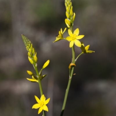 Bulbine glauca (Rock Lily) at Michelago, NSW - 31 Oct 2009 by Illilanga