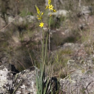 Bulbine glauca at Michelago, NSW - 31 Oct 2009