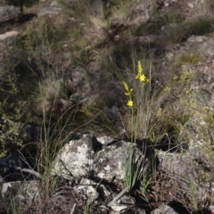 Bulbine glauca at Michelago, NSW - 31 Oct 2009 10:37 AM