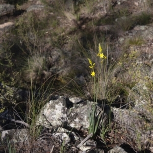 Bulbine glauca at Michelago, NSW - 31 Oct 2009