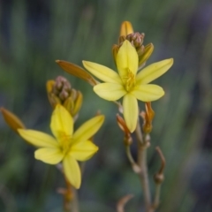 Bulbine bulbosa (Golden Lily) at Michelago, NSW - 22 Oct 2012 by Illilanga