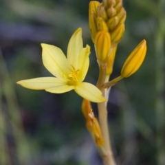 Bulbine bulbosa at Michelago, NSW - 22 Oct 2012