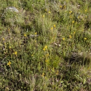 Bulbine bulbosa at Michelago, NSW - 22 Oct 2012