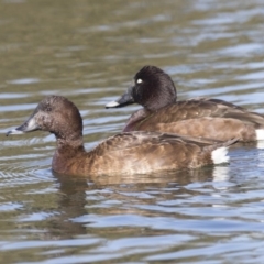 Aythya australis (Hardhead) at West Belconnen Pond - 13 Jul 2018 by AlisonMilton