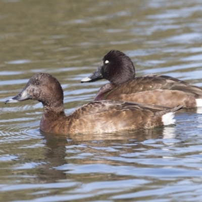 Aythya australis (Hardhead) at Dunlop, ACT - 13 Jul 2018 by AlisonMilton