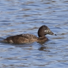 Aythya australis at Dunlop, ACT - 13 Jul 2018 01:33 PM