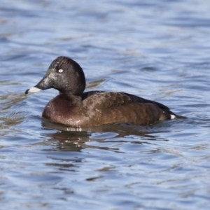 Aythya australis at Dunlop, ACT - 13 Jul 2018 01:33 PM