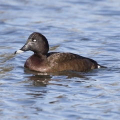 Aythya australis at Dunlop, ACT - 13 Jul 2018