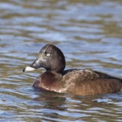 Aythya australis at Dunlop, ACT - 13 Jul 2018