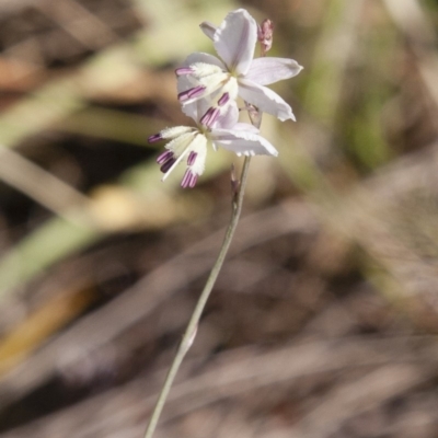 Arthropodium milleflorum (Vanilla Lily) at Michelago, NSW - 4 Jan 2015 by Illilanga