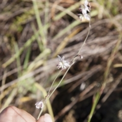 Arthropodium milleflorum at Michelago, NSW - 5 Jan 2015