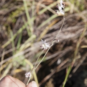 Arthropodium milleflorum at Michelago, NSW - 5 Jan 2015 08:44 AM