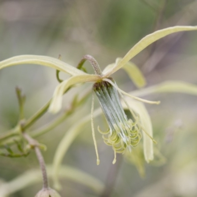 Clematis leptophylla (Small-leaf Clematis, Old Man's Beard) at Michelago, NSW - 27 Sep 2010 by Illilanga