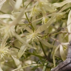 Clematis leptophylla at Illilanga & Baroona - 27 Sep 2010