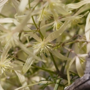 Clematis leptophylla at Illilanga & Baroona - 27 Sep 2010 12:27 PM