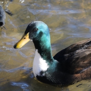 Anas platyrhynchos at Dunlop, ACT - 13 Jul 2018 02:15 PM