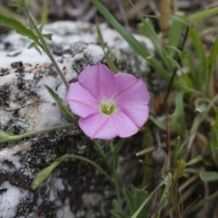 Convolvulus angustissimus subsp. angustissimus (Australian Bindweed) at Michelago, NSW - 26 Oct 2017 by Illilanga