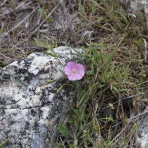 Convolvulus angustissimus subsp. angustissimus at Illilanga & Baroona - 26 Oct 2017