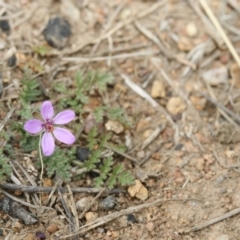 Erodium cicutarium (Common Storksbill, Common Crowfoot) at Michelago, NSW - 27 Sep 2010 by Illilanga