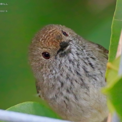 Acanthiza pusilla (Brown Thornbill) at Red Head Villages Bushcare - 27 Aug 2015 by Charles Dove
