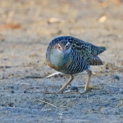 Gallirallus philippensis (Buff-banded Rail) at Burrill Lake, NSW - 24 Aug 2015 by CharlesDove