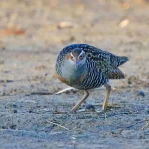 Gallirallus philippensis at Burrill Lake, NSW - 24 Aug 2015