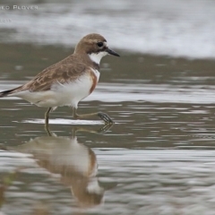 Anarhynchus bicinctus (Double-banded Plover) at Cunjurong Point, NSW - 23 Aug 2015 by Charles Dove