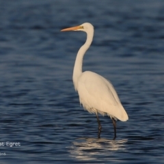 Ardea alba (Great Egret) at Burrill Lake, NSW - 24 Aug 2015 by Charles Dove