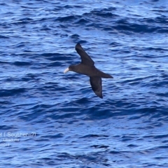 Macronectes giganteus (Southern Giant-Petrel) at Ulladulla, NSW - 20 Aug 2015 by CharlesDove